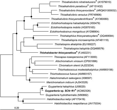 Comparative Genomics of Thiohalobacter thiocyanaticus HRh1T and Guyparkeria sp. SCN-R1, Halophilic Chemolithoautotrophic Sulfur-Oxidizing Gammaproteobacteria Capable of Using Thiocyanate as Energy Source